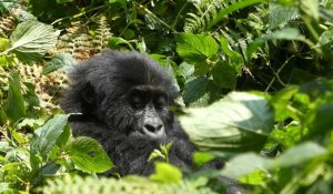 A Lwiro, une oasis pour sauver des animaux traumatisés de l'est de la RDC