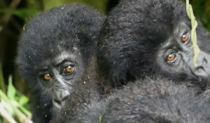RD Congo : à Lwiro, une oasis pour sauver des animaux traumatisés