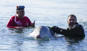 Une baleine blessée s'échoue au sud d'Athènes