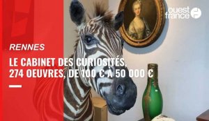 VIDÉO. Des objets insolites et animaux naturalisés, l'expo vente aux enchères événement à Rennes