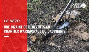 VIDÉO. Une dizaine de bénévoles se mobilisent contre l'invasion du baccharis au Hézo