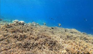 Aux Maldives, des initiatives locales pour sauver les coraux