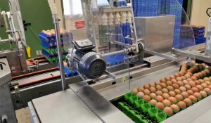 Thieffrain : à 25 ans, Océane Baroni se lance dans la production d’œufs bio