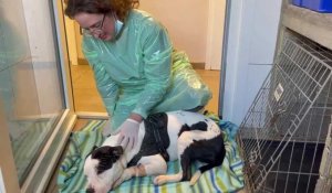 Epidémie de parvovirose chez les chiens à Sedan, une vétérinaire tire la sonnette d'alarme