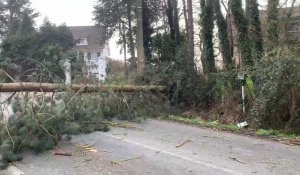 A Wimille, un arbre est tombé sur la route d’Auchan à cause des bourrasques