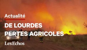 L'Argentine frappée par de gigantesques incendies