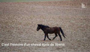 Elincourt : un cheval en cavale !