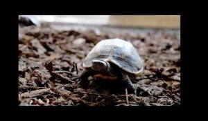 Quatre tortues rares sauvées du braconnage