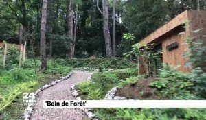 Bain de forêt, un lieu insolite pour se re ressourcer en forêt