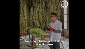 Gironde : Près de Langon, La ferme médicale a démarré la récolte de son « cannabis bien-être »