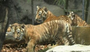 Des bébés tigres quintuplés présentés au public dans un zoo de Corée du Sud