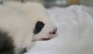 Pandas: au zoo de Beauval, les jumelles grandissent bien