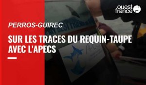 Dans les Côtes-d'Armor, ils pistent le requin-taupe pour le percer à jour