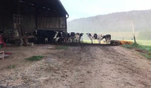 Un éleveur laitier de Saint-Aignan initié à l’acupuncture