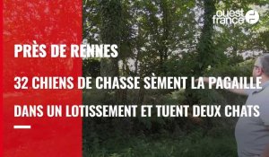 VIDÉO. La meute de chiens de chasse dévore deux chats : panique dans un lotissement près de Rennes
