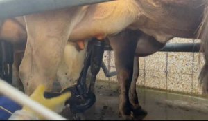 Brexit : la pénurie des chauffeurs routiers impacte les producteurs de lait britanniques