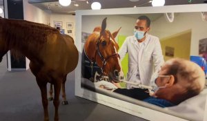 Lille : Peyo, le cheval qui détecte les cancers, en visite à une expo photos