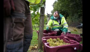 Valenciennes : les premières vendanges du Vignoble pour du jus de raisin