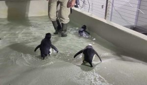 Trois gorfous sauteurs sont nés à Pairi Daiza !