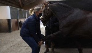 Boves : Séance massage pour les chevaux