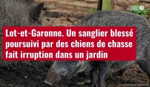 VIDÉO. Lot-et-Garonne. Un sanglier blessé poursuivi par des chiens de chasse fait irruption dans un jardin