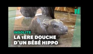 Ce bébé hippopotame qui prend sa première douche va vous faire fondre