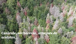 Les forêts de l'Ain en danger