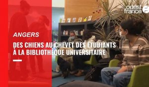 Des câlins canins pour les étudiants de l'Université d'Angers