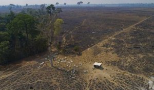 Déforestation : le boeuf brésilien mis au ban par des supermarchés européens
