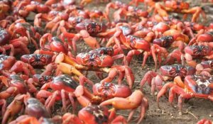 Migration annuelle: des millions de crabes traversent une île australienne