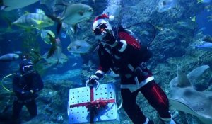 Des pères Noël dans un aquarium de Bangkok, pour le plaisir des poissons