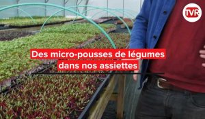 Des micro-pousses de légumes dans nos assiettes