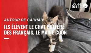 VIDÉO. Dans le Finistère, ils élèvent des chats de race maine coon