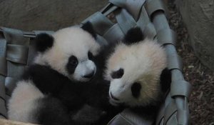 Sortie en extérieur pour les jumelles pandas du ZooParc de Beauval