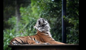 Maubeuge : le zoo ouvre le 2 avril