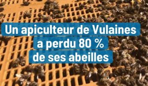 À Vulaines, un apiculteur perd 80% de ses abeilles 
