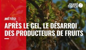 VIDÉO. Gel : le désarroi des producteurs de fruits, Jean Castex débloque des aides d'urgence
