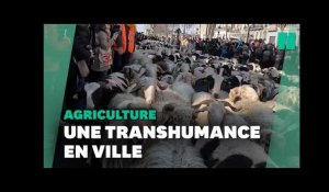 2022 brebis défilent sur les Champs-Élysées en clôture du Salon de l'Agriculture