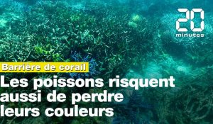 Grande barrière de corail: Les poissons risquent aussi de perdre leurs couleurs