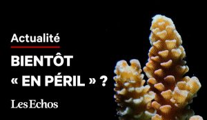 Qu'est-ce que le « blanchissement » de la Grande Barrière de corail ?