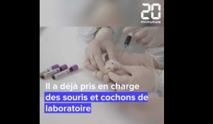 Un abri pour les animaux de laboratoire, en Charente