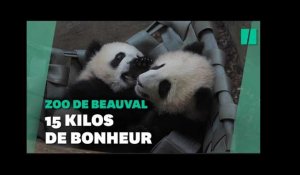 Les jumelles pandas du zoo de Beauval effectuent leurs premières sorties