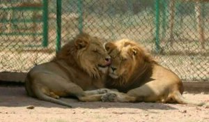Au Soudan, une poignée de passionnés au secours des lions