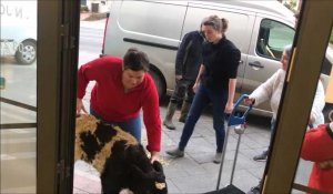 Avesnes : trois femmes vétos dans un cabinet exclusivement féminin pour les animaux d'élevage