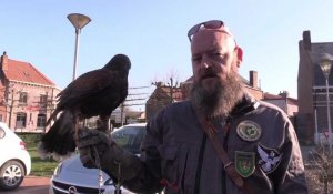 Méteren : un effaroucheur présent  avec des faucons pour faire fuir les pigeons