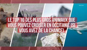 Top 10 des plus gros mammifères d'Occitanie 6 MINUTES AGO