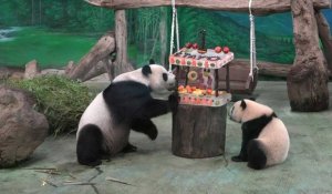 Yuan Bao, le bébé panda du zoo de Taipei, fête son premier anniversaire