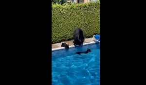 Canicule au Canada : des ours trouvent un peu de fraîcheur dans une piscine