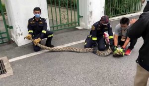 Insolite : un python se balade dans un parc de Bangkok