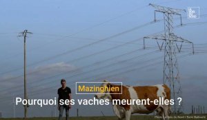 Mazinghien : pourquoi ses vaches meurent-elles?